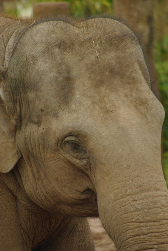 Chester Zoo - Asian Elephant