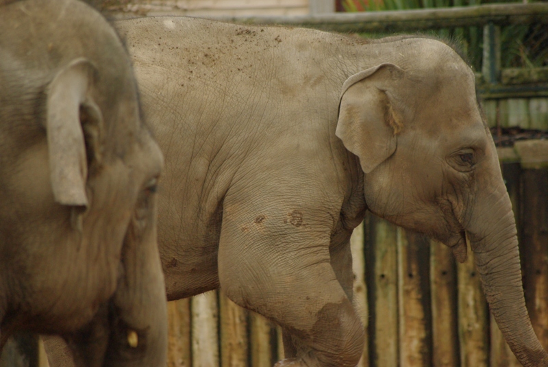 Chester Zoo - Asian Elephant
