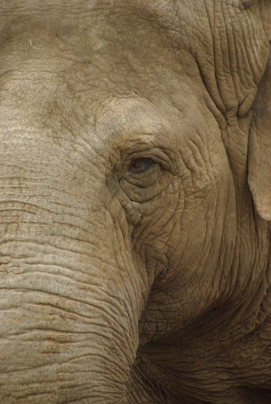 Chester Zoo - Asian Elephant
