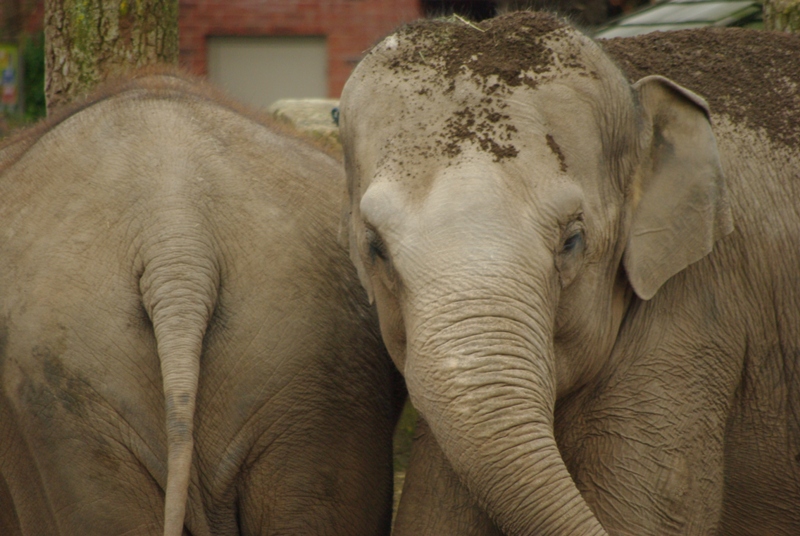 Chester Zoo - Asian Elephant