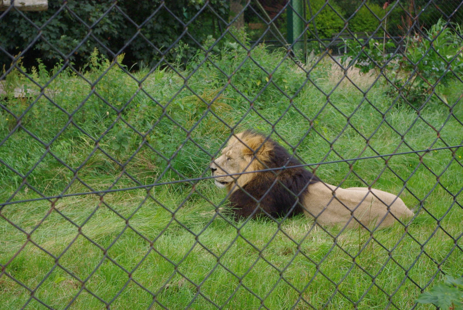Chester Zoo - Asiatic Lion