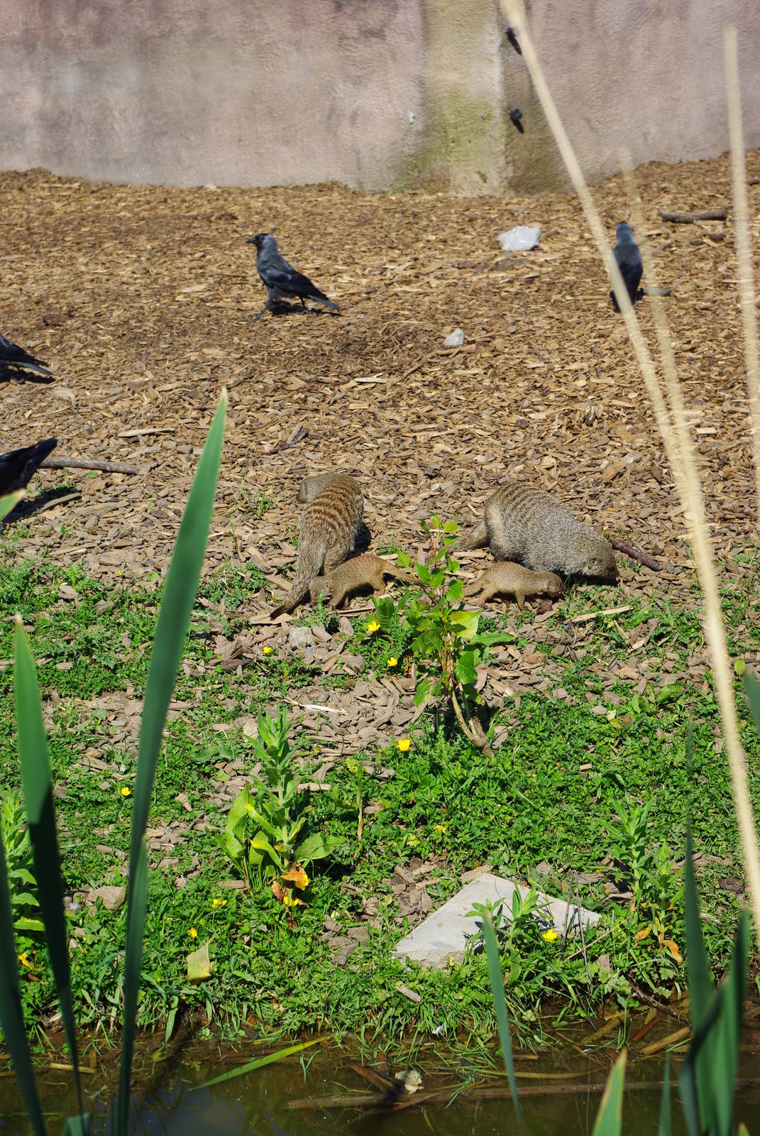 Chester Zoo - Banded Mongoose