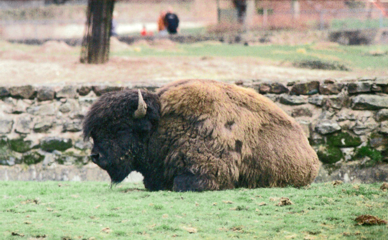 Chester Zoo Bison Exhibit