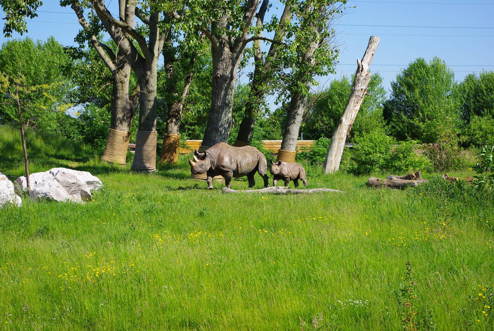 Chester Zoo - Black Rhino