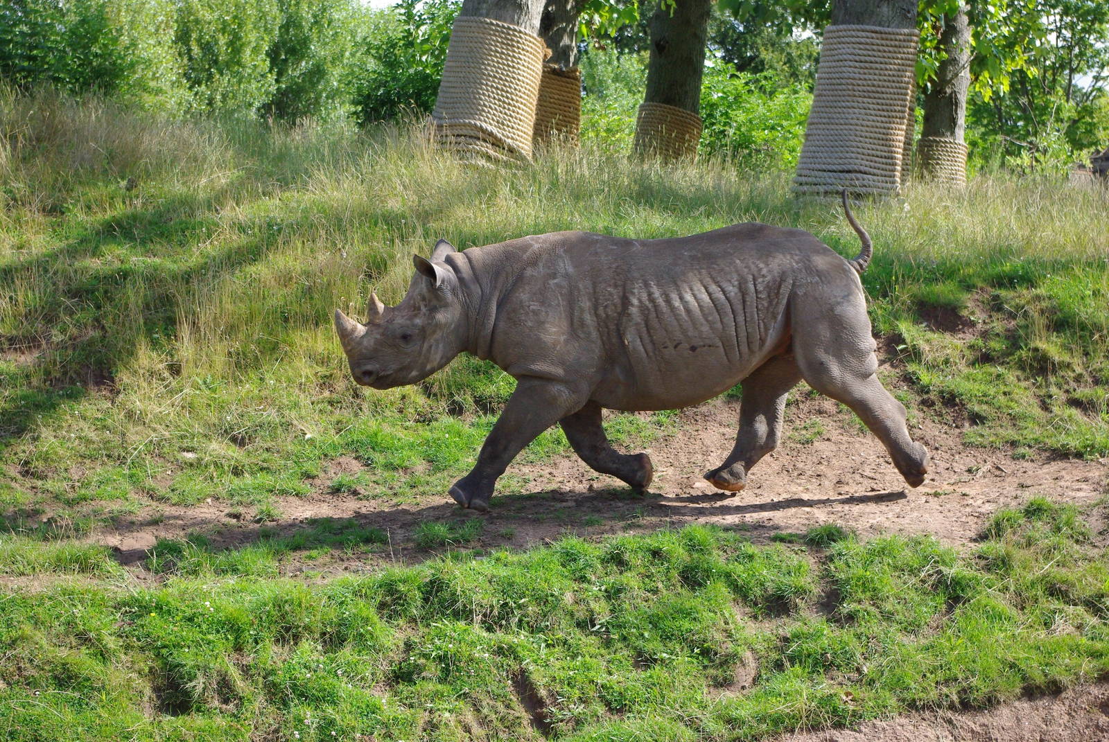 Chester Zoo - Black Rhino