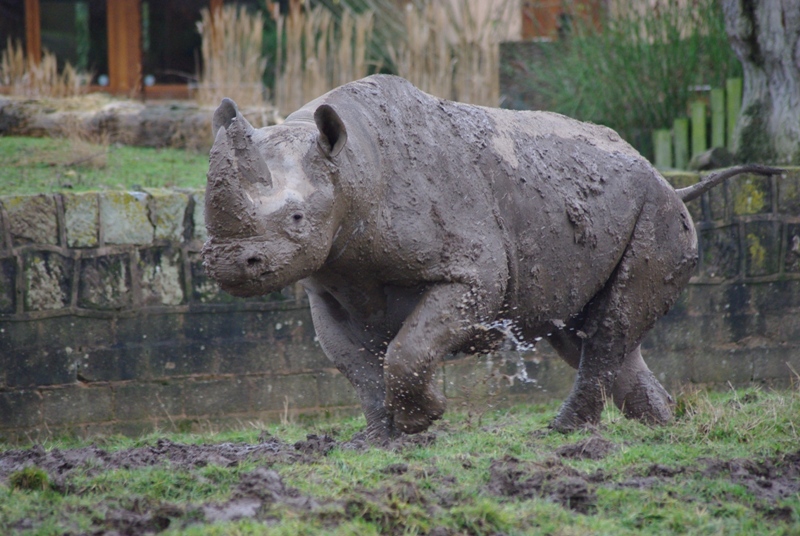 Chester Zoo - Black Rhino