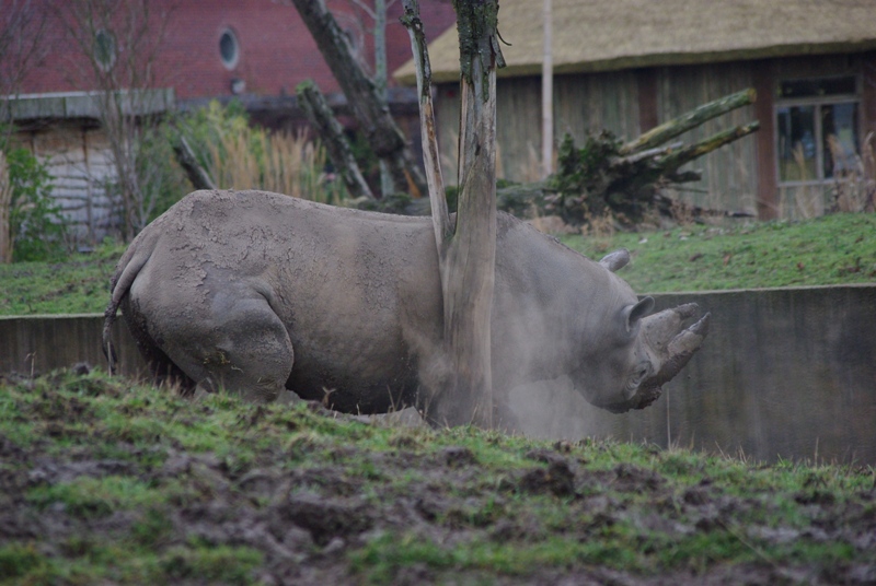 Chester Zoo - Black Rhino
