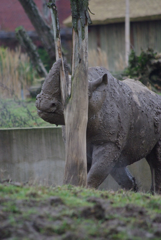 Chester Zoo - Black Rhino