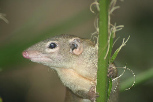 Chester Zoo by Becki Scott