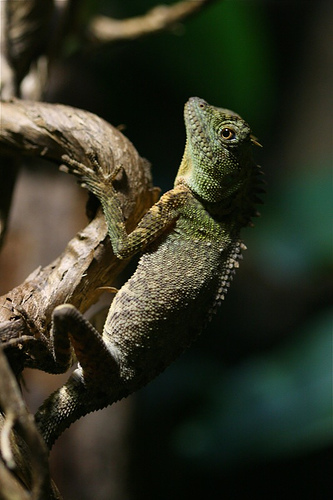 Chester Zoo by Becki Scott