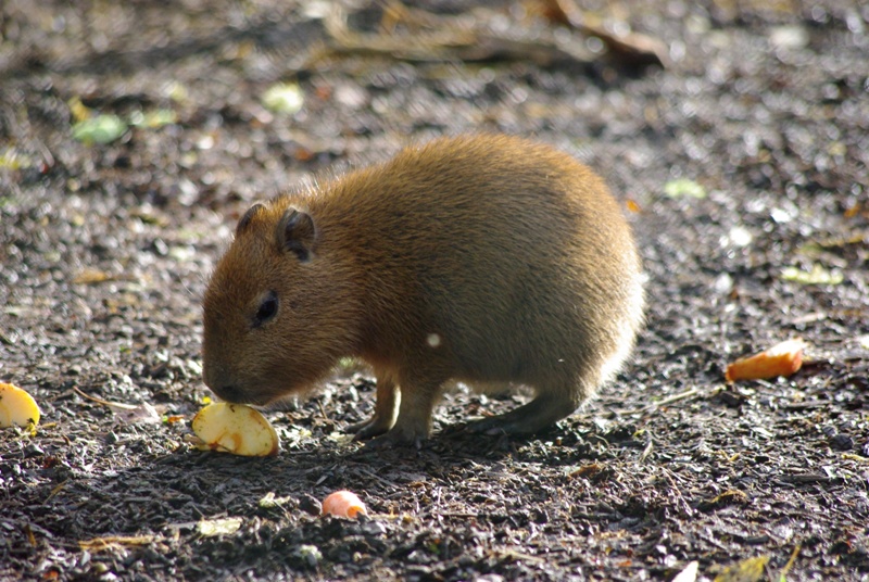 Chester Zoo - Capybara