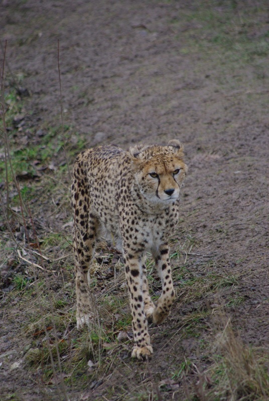 Chester Zoo - Cheetah