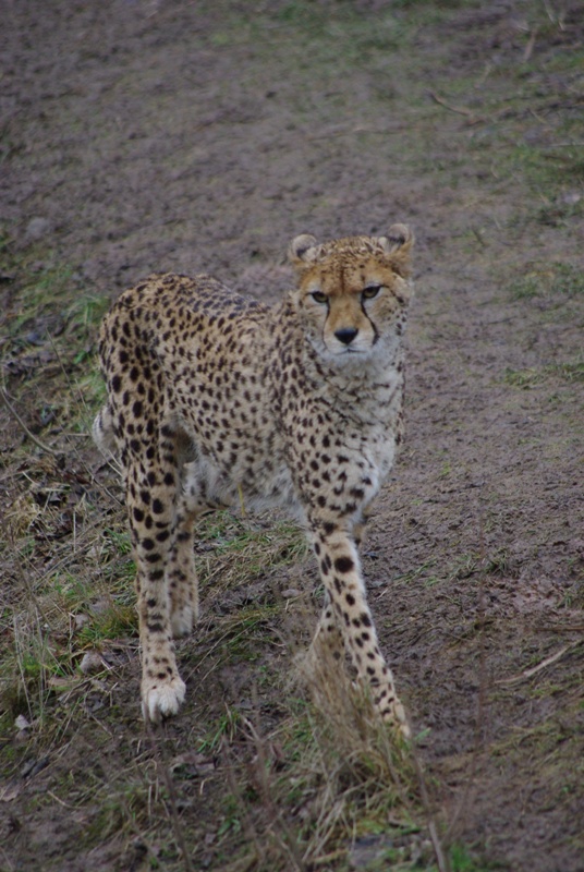 Chester Zoo - Cheetah
