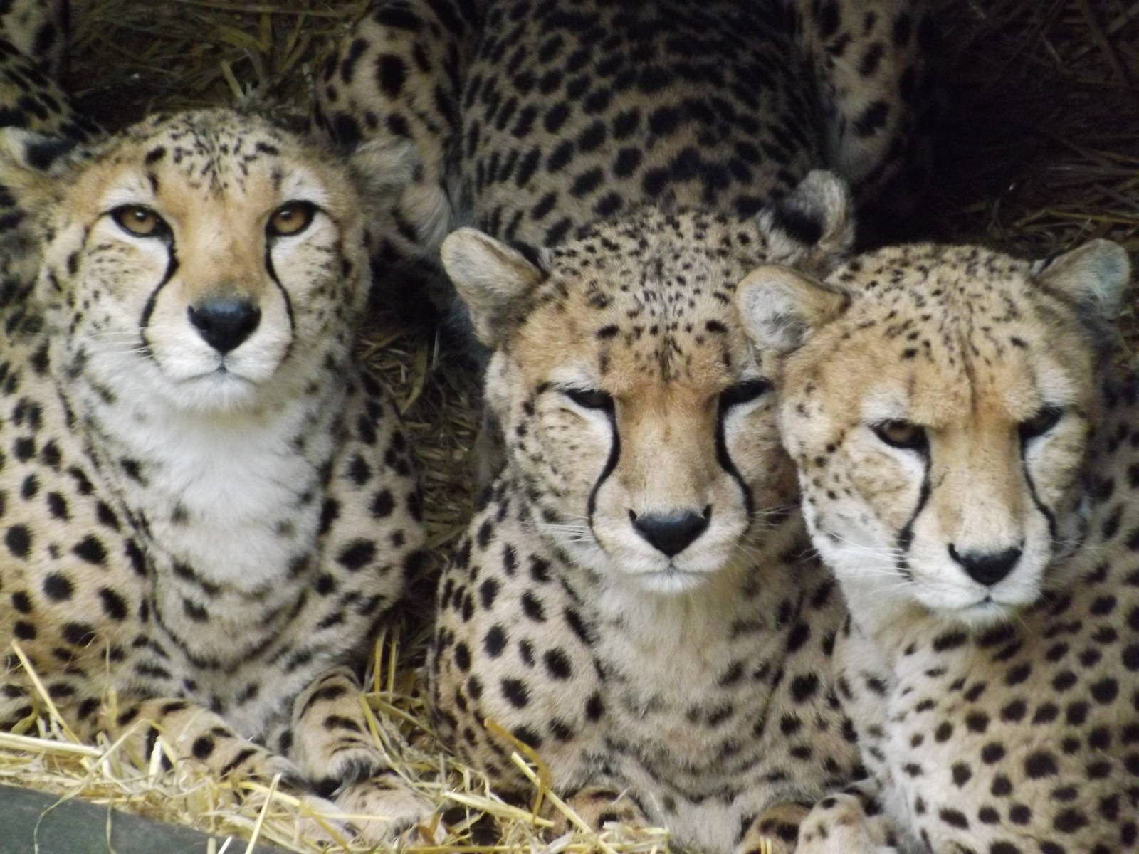 Chester Zoo Cheetahs