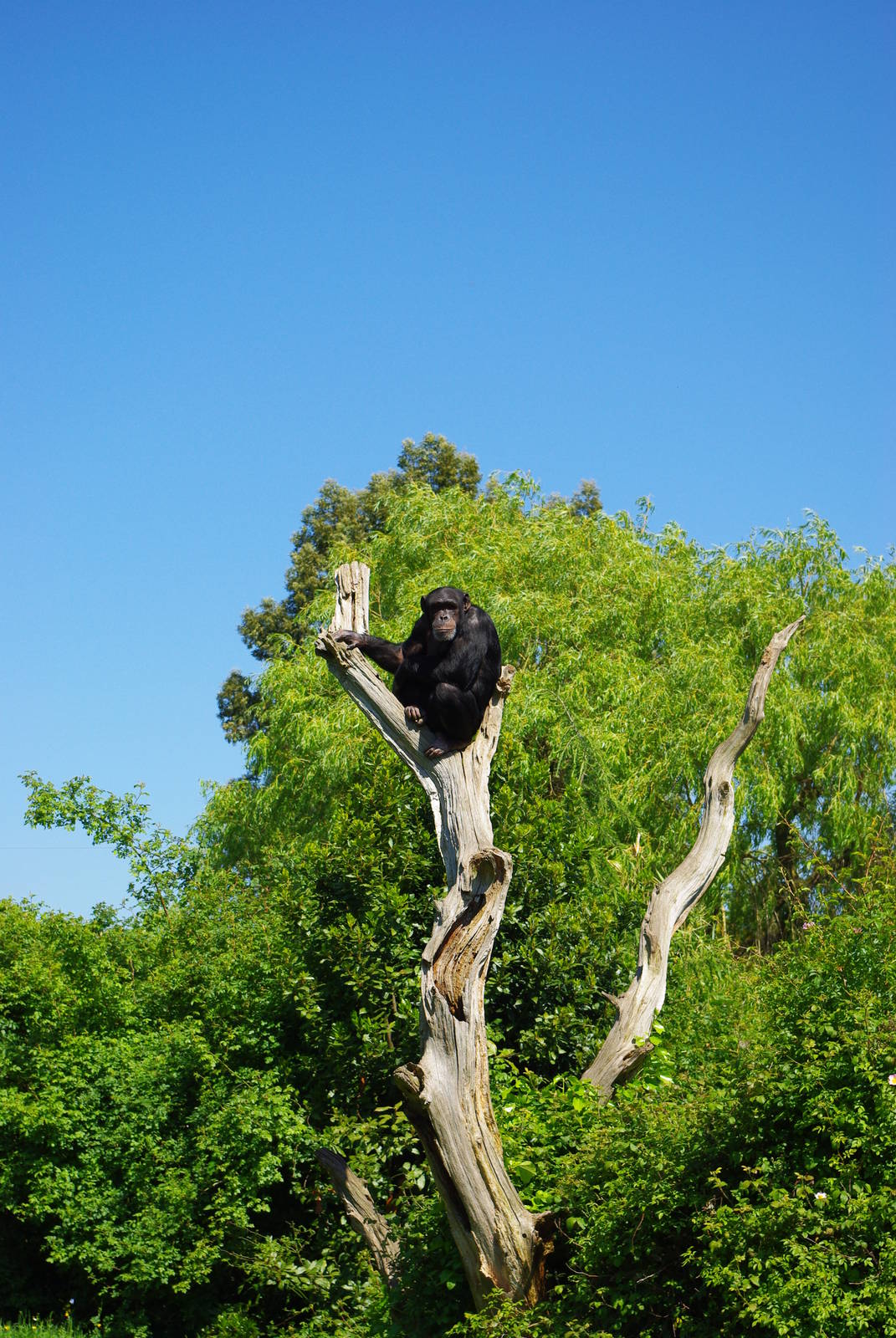 Chester Zoo - Chimpanzee