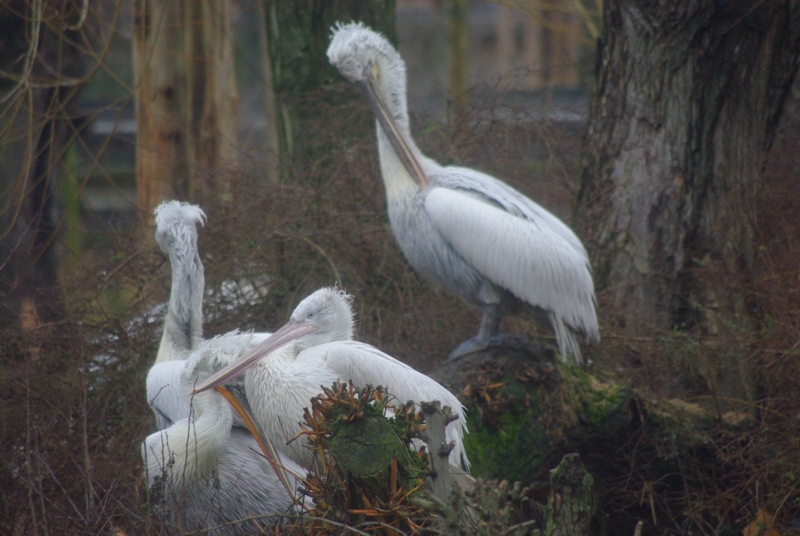 Chester Zoo - Dalmatian Pelican