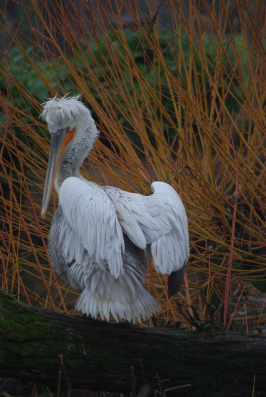 Chester Zoo - Dalmatian Pelican