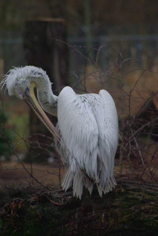 Chester Zoo - Dalmatian Pelican