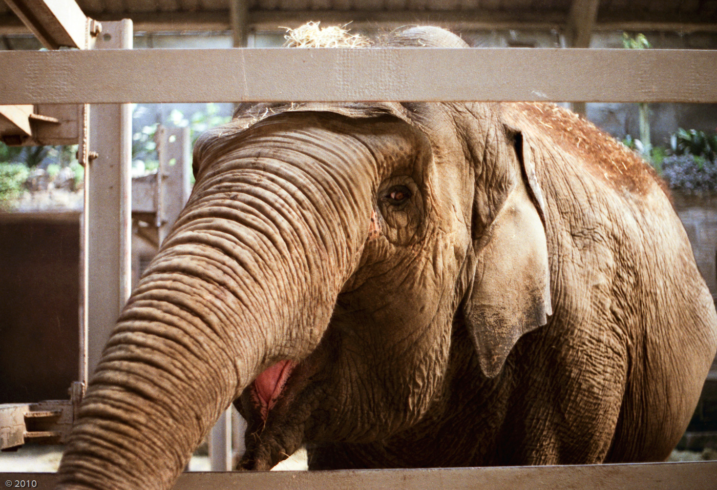 Chester Zoo Elephant - 1985