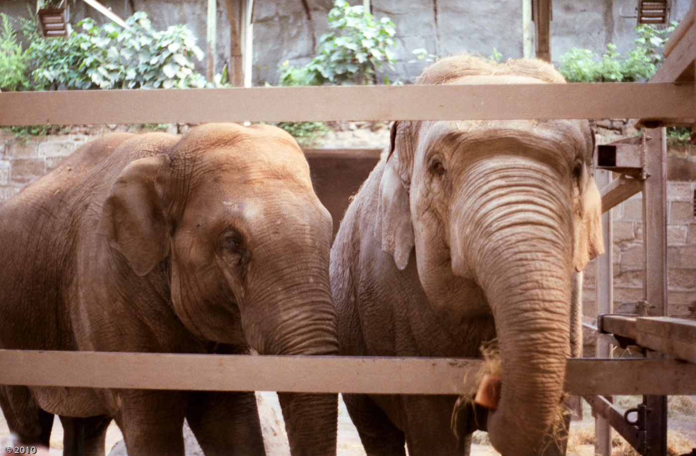 Chester Zoo Elephants - 1985