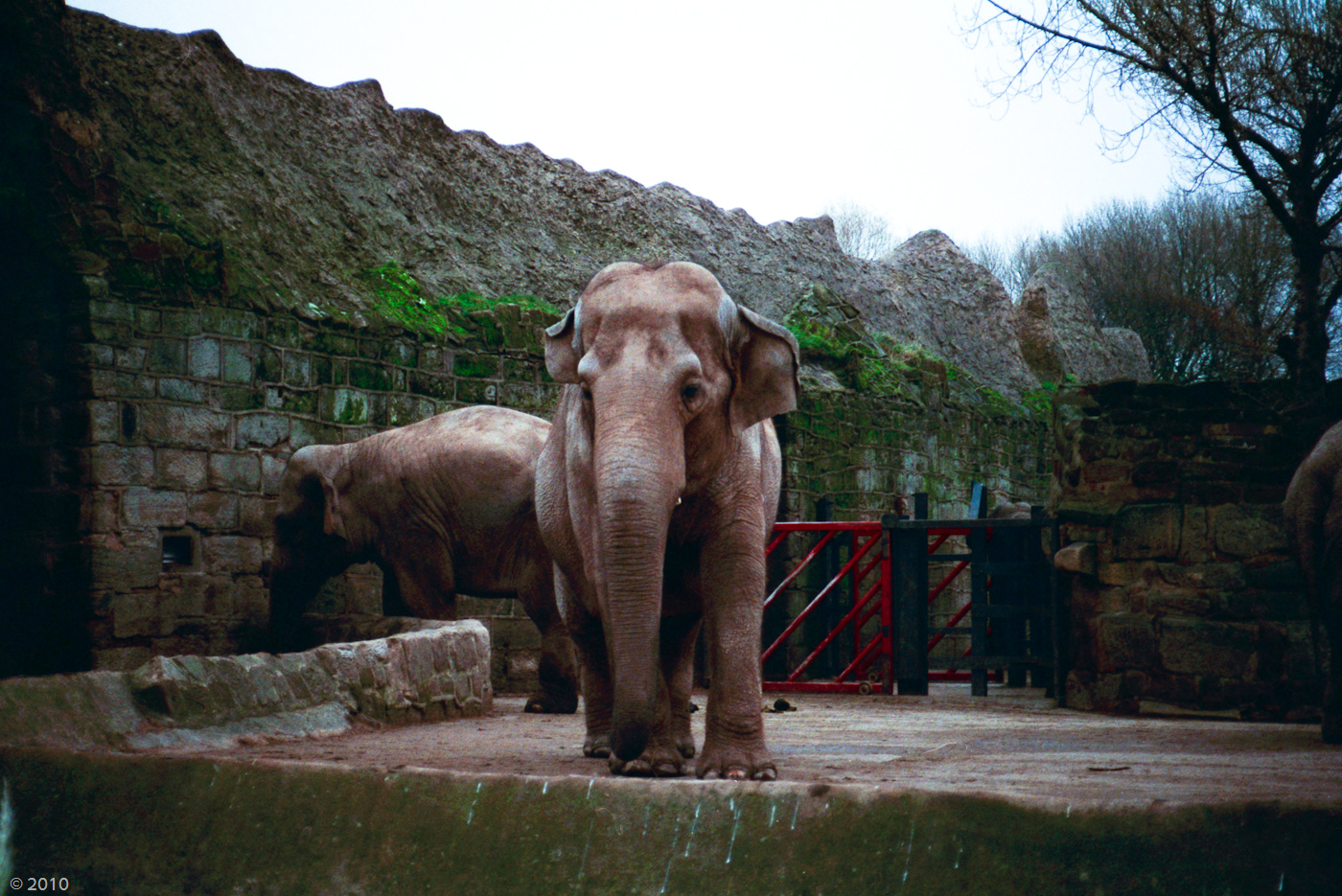 Chester Zoo Elephants - Late 1980s