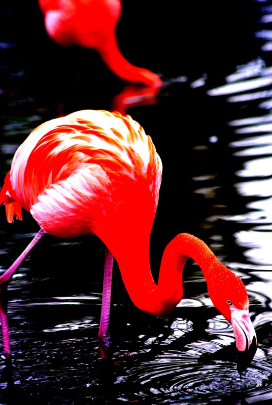 Chester Zoo - Flamingo