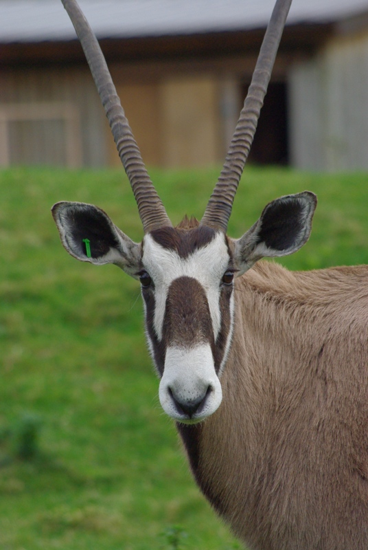Chester Zoo - Gemsbok