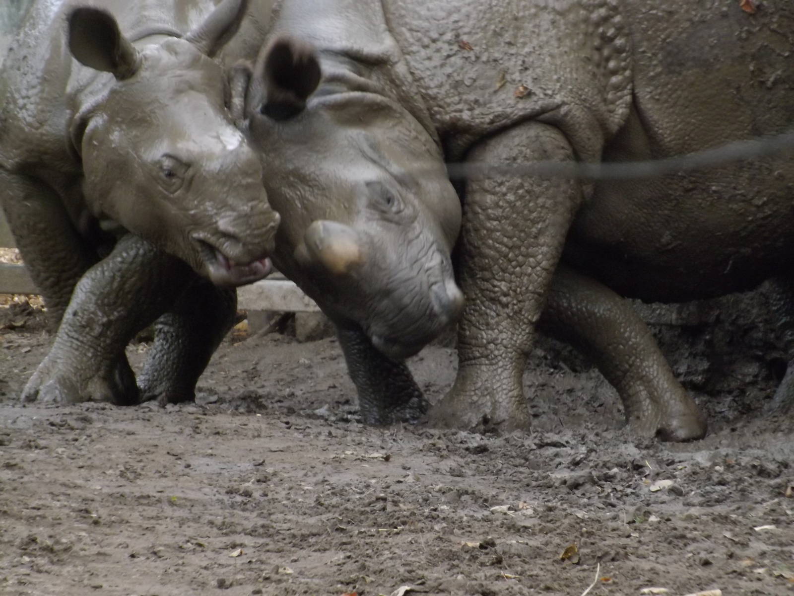 Chester Zoo Greater one-horned Rhino
