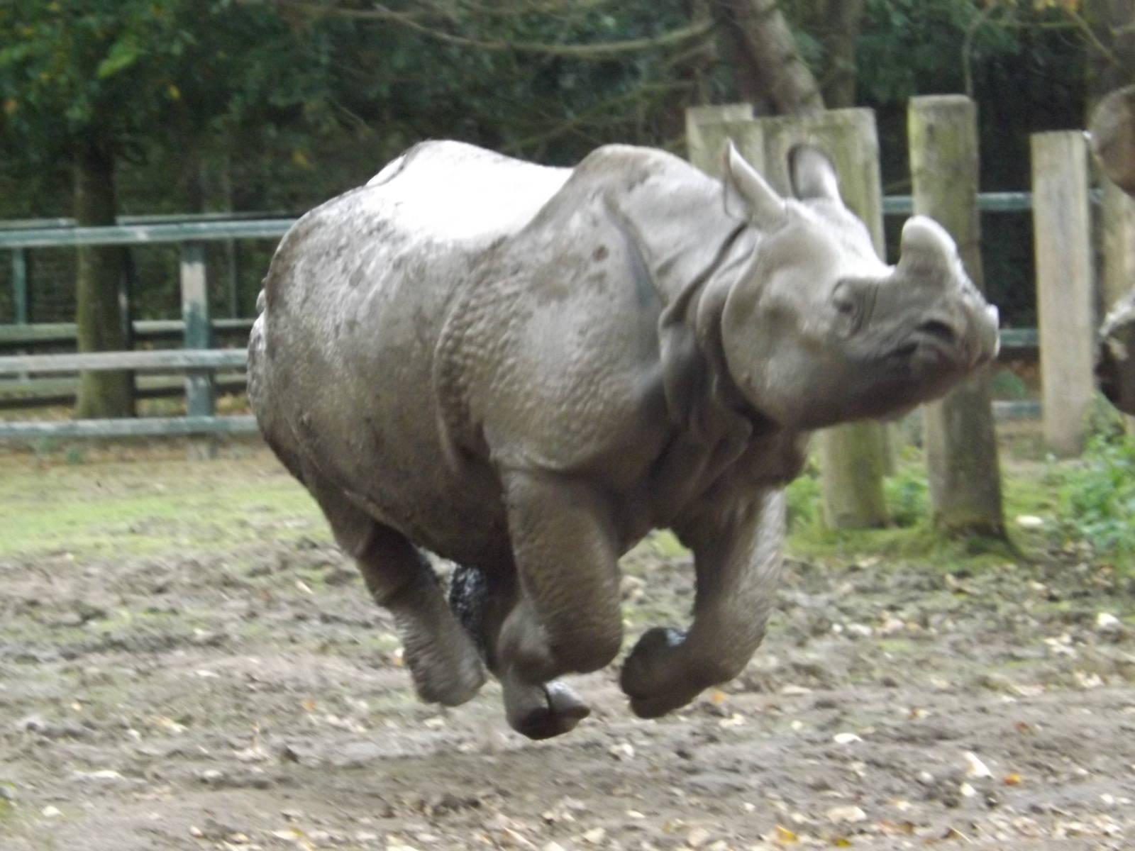 Chester Zoo Greater one-horned Rhino