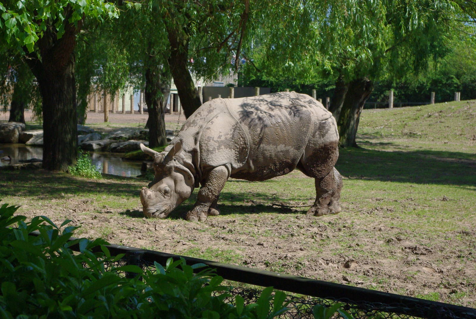 Chester Zoo - Indian Rhino
