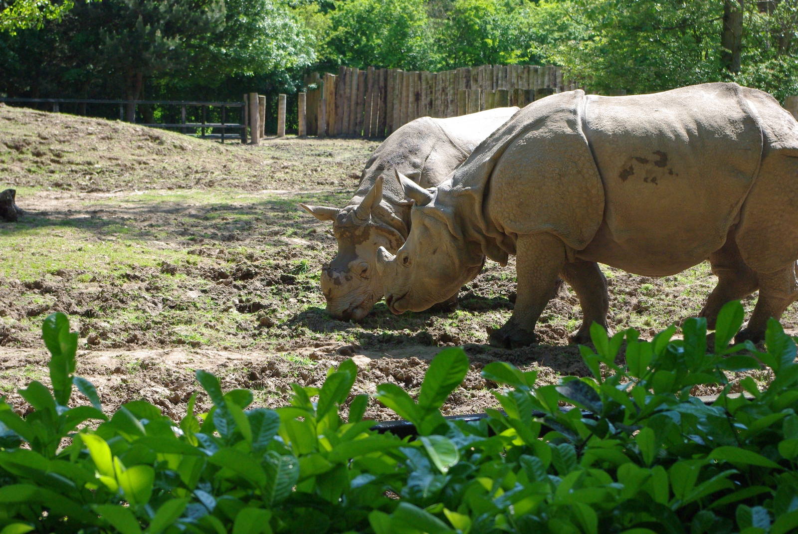Chester Zoo - Indian Rhino