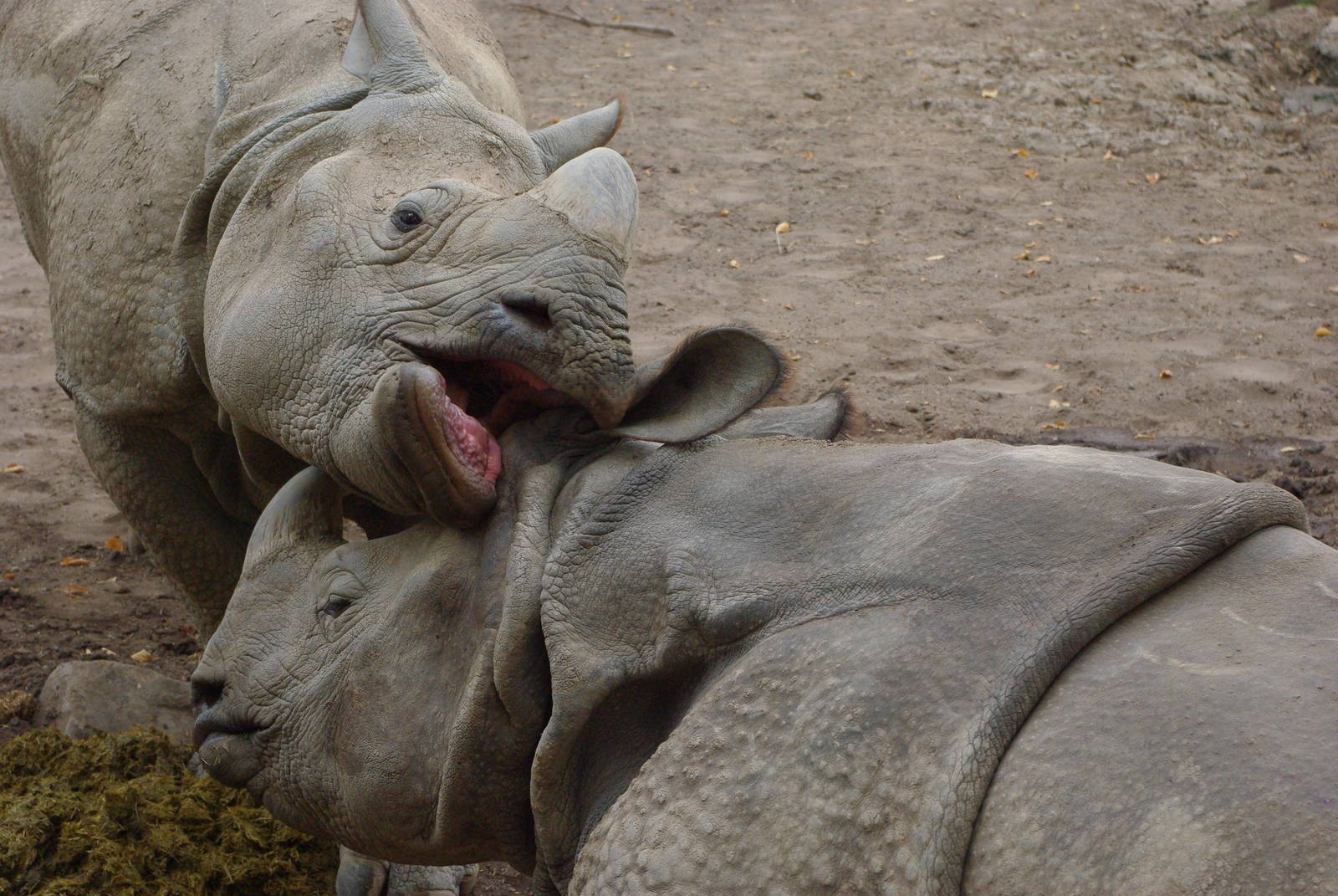 Chester Zoo - Indian Rhino