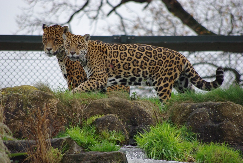 Chester Zoo - Jaguar