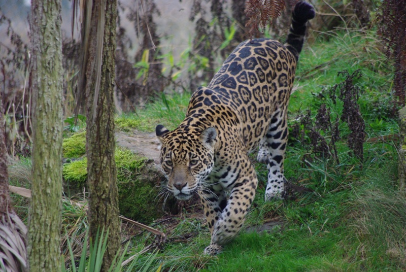 Chester Zoo - Jaguar