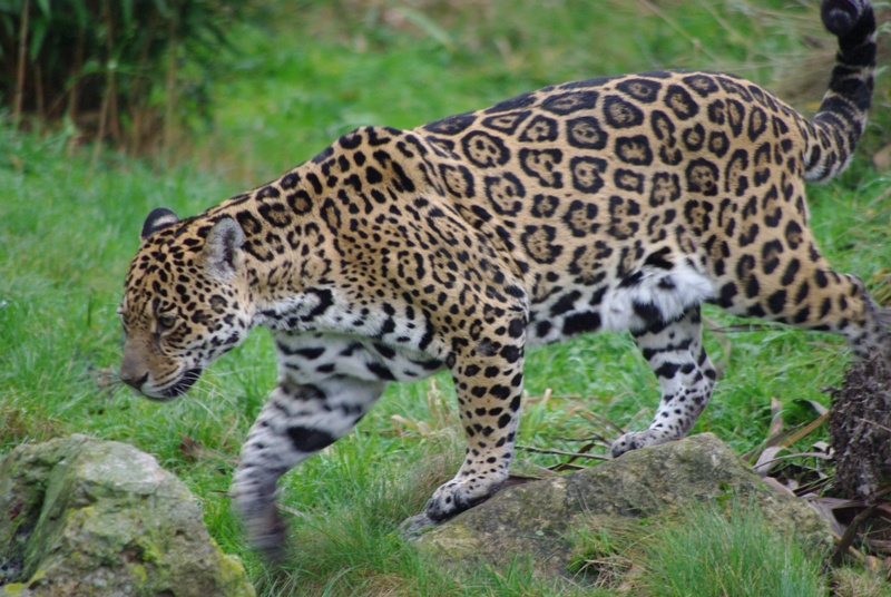 Chester Zoo - Jaguar