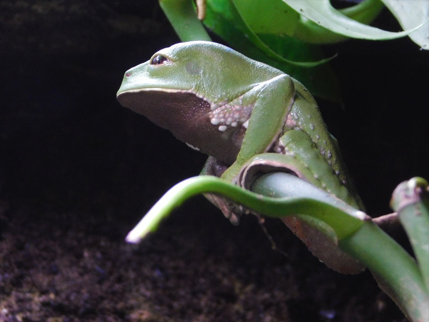 Chester Zoo June 2019