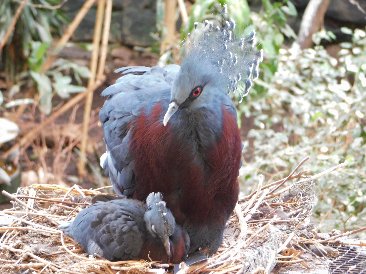 Chester Zoo June 2019