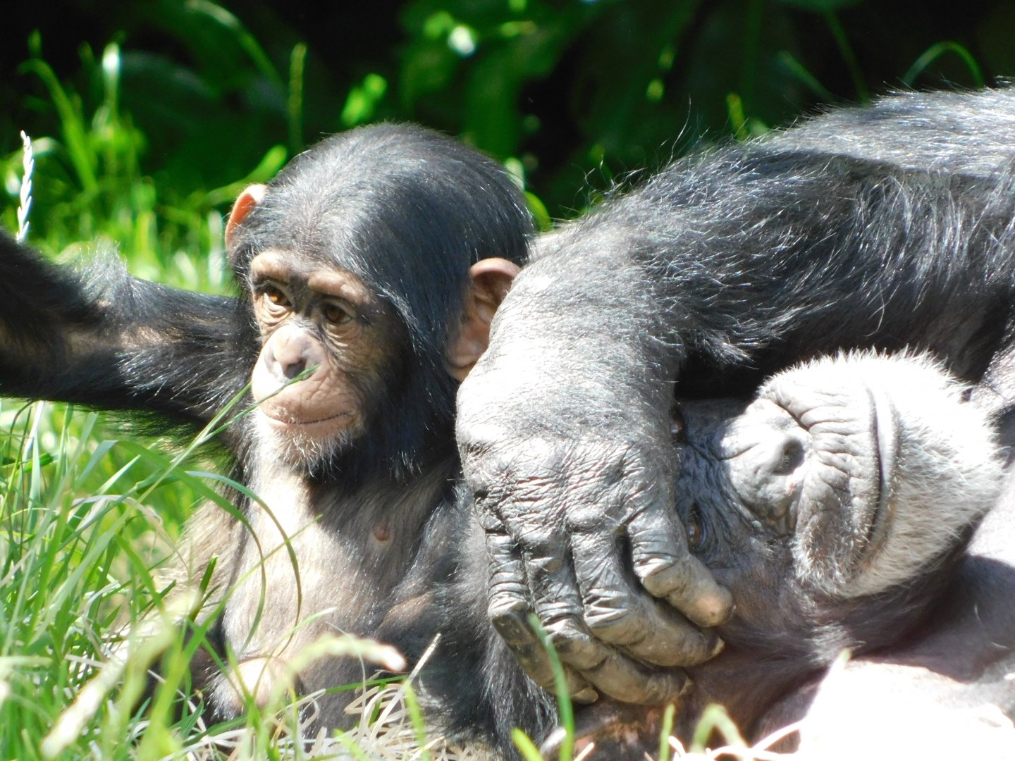 Chester Zoo June 2019