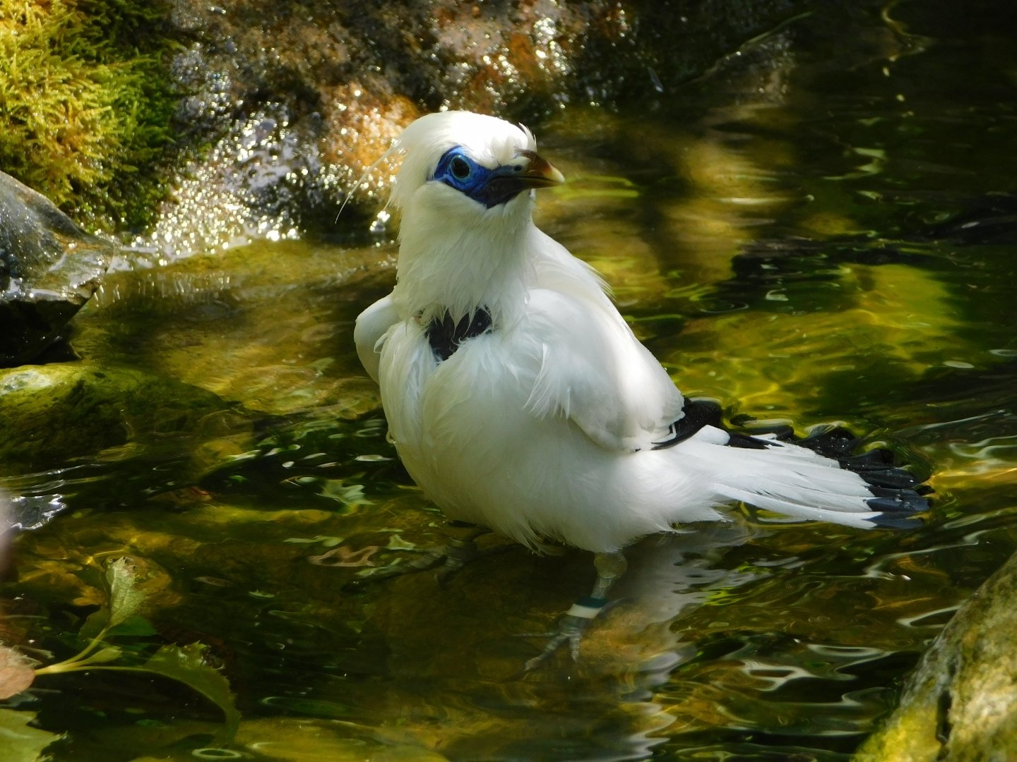 Chester Zoo June 2019