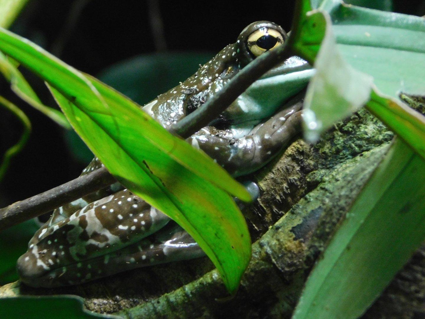 Chester Zoo June 2019