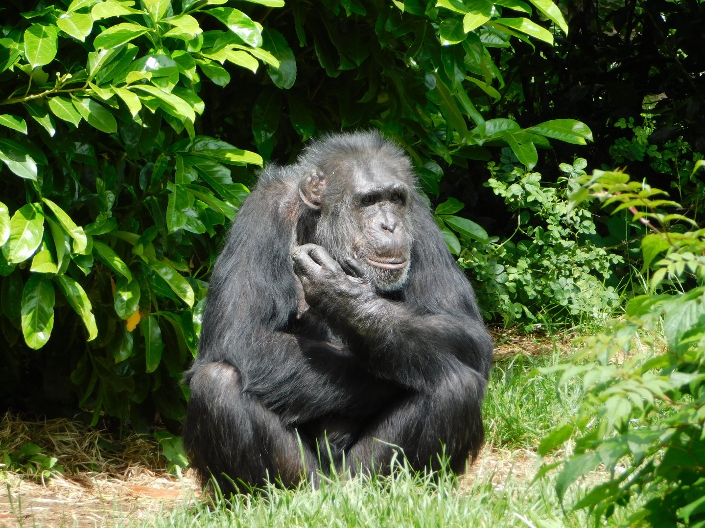 Chester Zoo June 2019