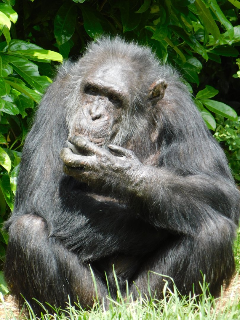 Chester Zoo June 2019