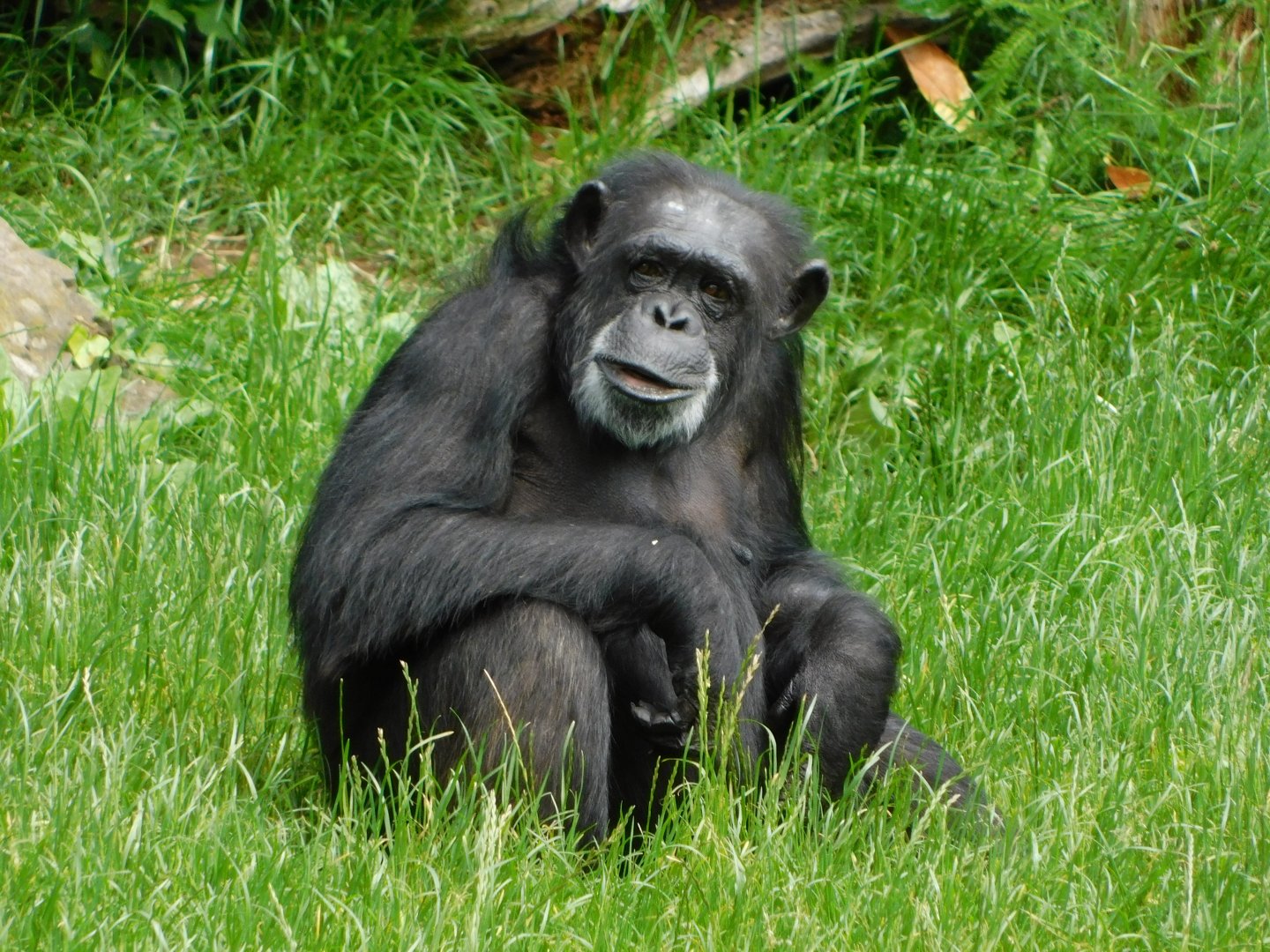 Chester Zoo June 2019