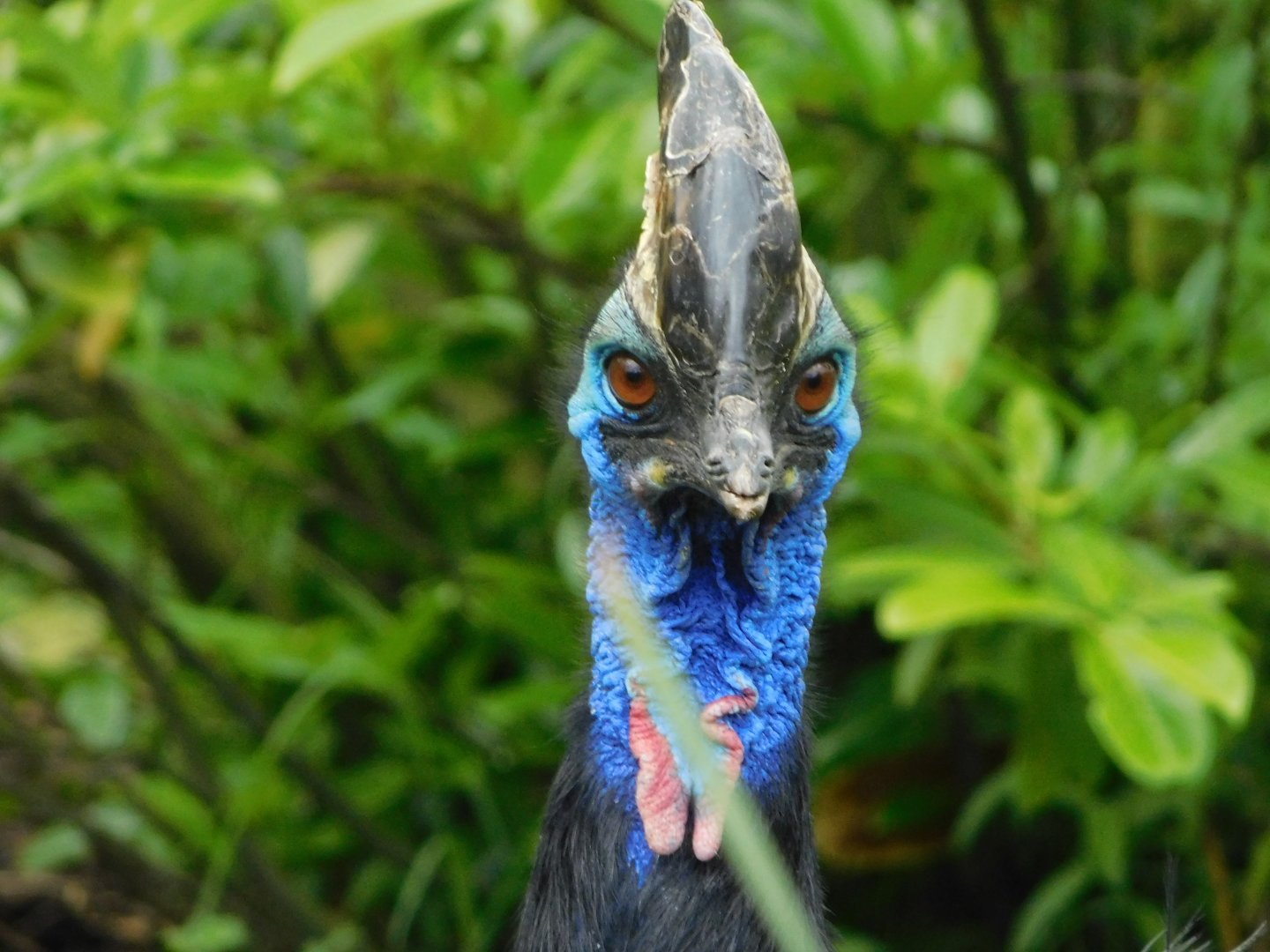 Chester Zoo June 2019