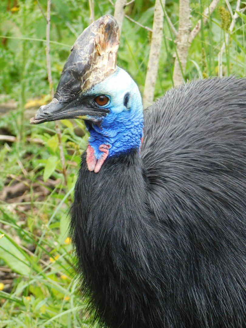 Chester Zoo June 2019