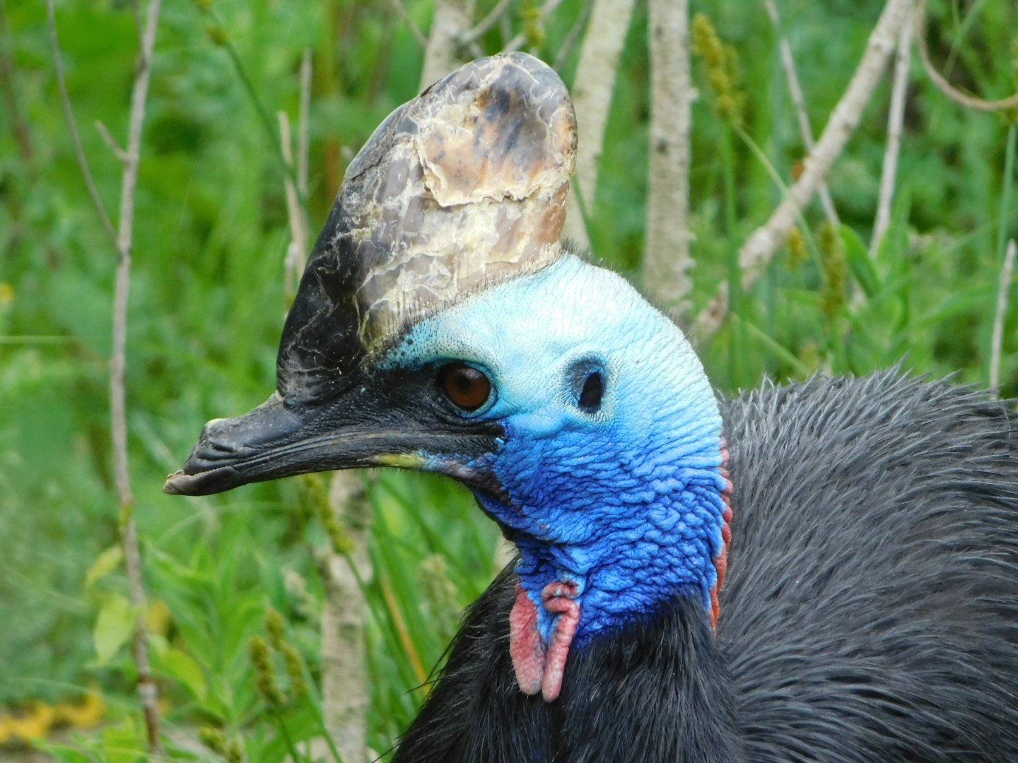 Chester Zoo June 2019