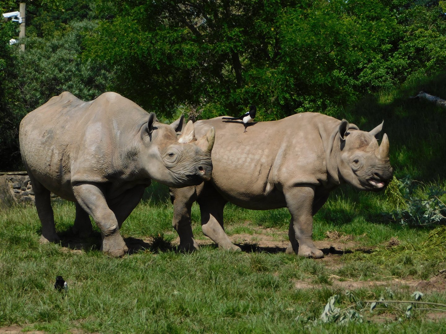 Chester Zoo June 2019
