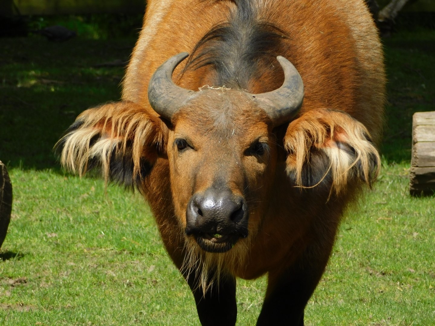 Chester Zoo June 2019