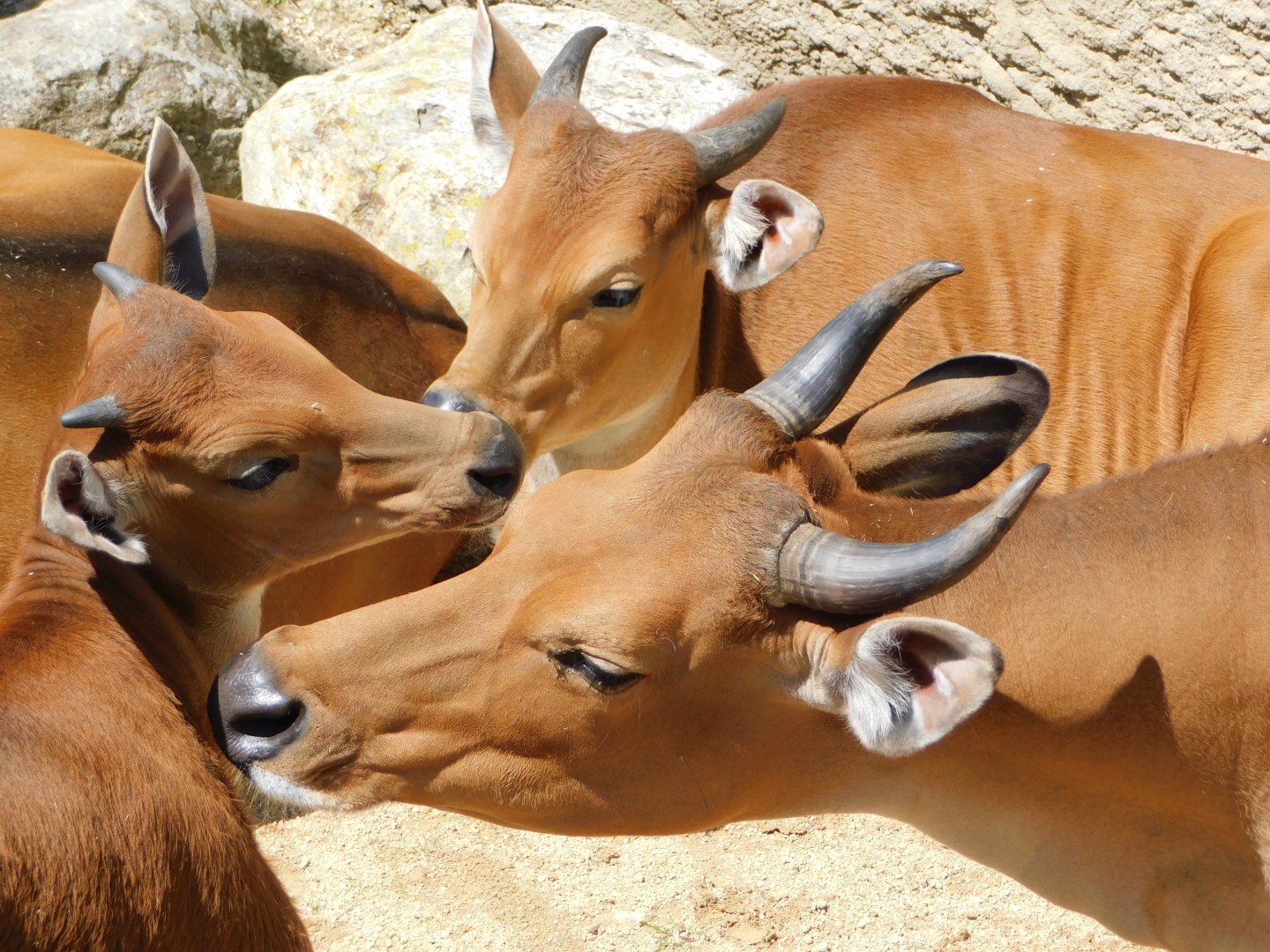 Chester Zoo June 2019