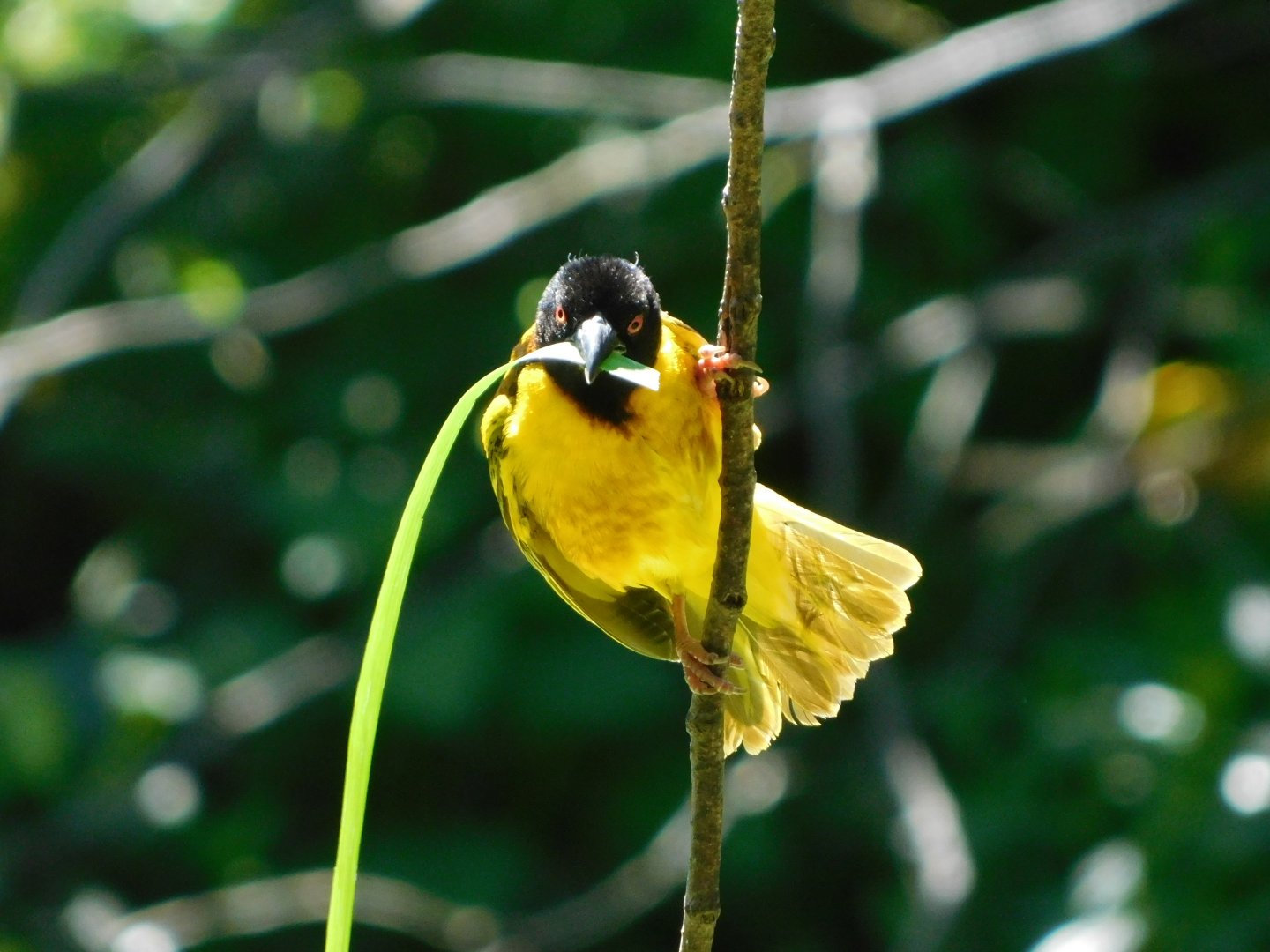 Chester Zoo June 2019